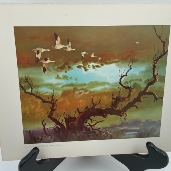 Vintage Print "Snow Geese" From a Painting by John P. Cowan 8" x 10" - Picture 7 of 7
